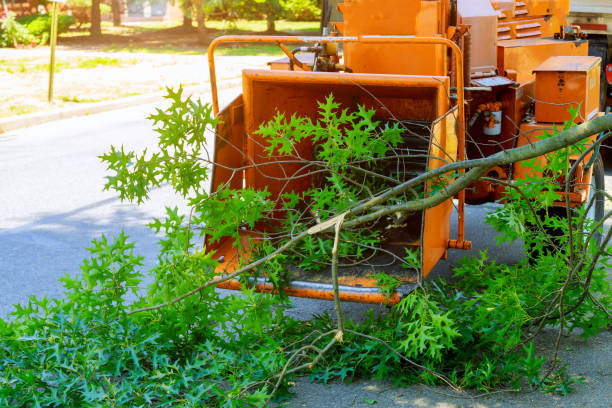 Best Emergency Tree Service  in Plentywood, MT